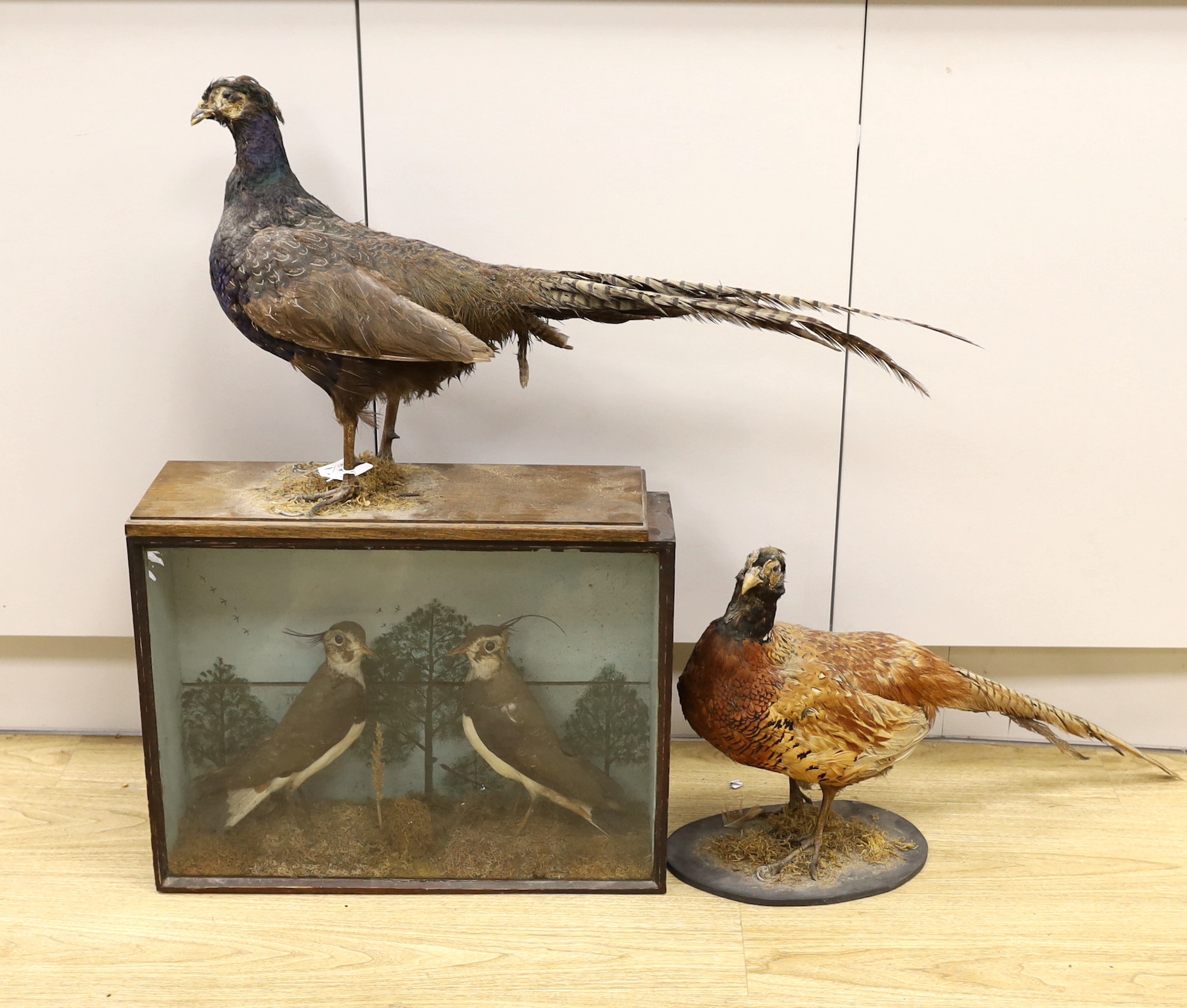 Taxidermy: two lapwings in glass cabinet and two pheasants on stands, lapwing case 39cm x 52cm